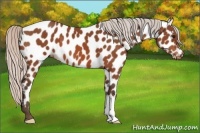 Horse Color:Silver Bay Appaloosa 