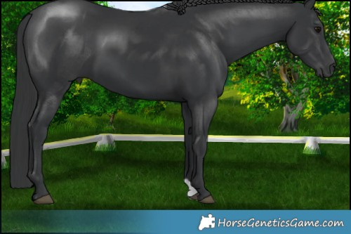Horse Color:Black 