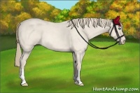 Horse Color:Perlino Roan 