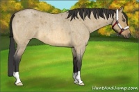 Horse Color:Buckskin Roan Dun
