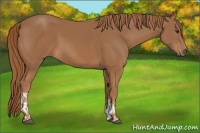 Horse Color:Chestnut  and Chestnut 