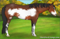 Horse Color:White Spotted Bay Frame 