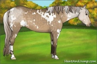 Horse Color:White Spotted Chocolate Palomino Roan 