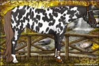 Horse Color:Liver Chestnut Near Leopard 