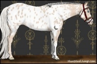 Horse Color:White Spotted Chocolate Silver Smoky Creme Appaloosa 
