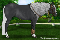 Horse Color:Silver Black Chinchilla Sabino Rabicano