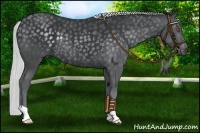 Horse Color:Silver Black Chinchilla Rabicano 
