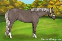 Horse Color:Silver Blue Roan