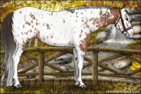Horse Color:Bay Splash Tobiano Near Leopard  and Bay Splash Tobiano Near Leopard 