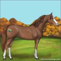 Horse Color:Chestnut Splash 