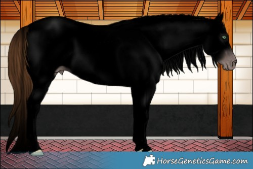 Horse Color:Gray Void Gold Champagne Dun Splash Tobiano Appaloosa Rabicano 