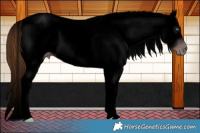 Horse Color:Gray Void Gold Champagne Dun Splash Tobiano Varnish Rabicano 