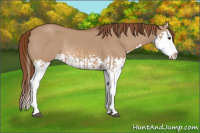 Horse Color:Red Dun Splash  and Red Dun Splash Rabicano 