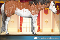 Horse Color:White Spotted Bay Splash  and Bay Splash 