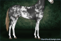 Horse Color:Gray Liver Chestnut Sabino Rabicano