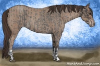 Horse Color:Blue Roan  and Classic Champagne Roan 
