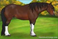 Horse Color:Gray Bay 