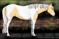 Horse Color:Palomino Tobiano 