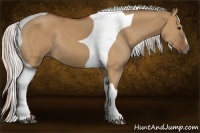 Horse Color:Silver Bay Dun Sabino Tobiano Frame Rabicano 