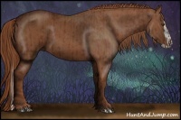 Horse Color:Chestnut  and Chestnut Splash 