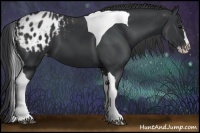Horse Color:White Spotted Black Splash Tobiano Frame Appaloosa 