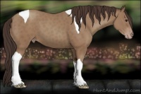Horse Color:Classic Champagne Tobiano