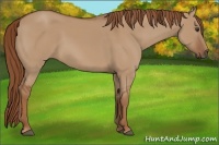 Horse Color:Red Dun
