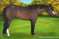 Horse Color:Brown 