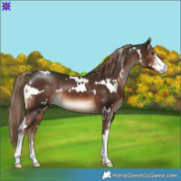 Horse Color:White Spotted Liver Chestnut Sabino 