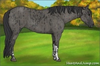 Horse Color:Black  and Grullo 