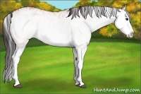 Horse Color:White Spotted Bay Splash  and White Spotted Bay Splash 