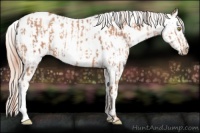 Horse Color:Gold Champagne Appaloosa  and Gold Champagne Splash Appaloosa 