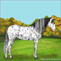 Horse Color:White Spotted Blue Roan Splash Frame Appaloosa 
