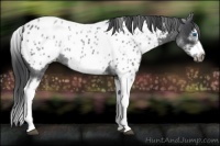 Horse Color:White Spotted Blue Roan Splash Frame Appaloosa 