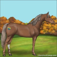 Horse Color:Chestnut 