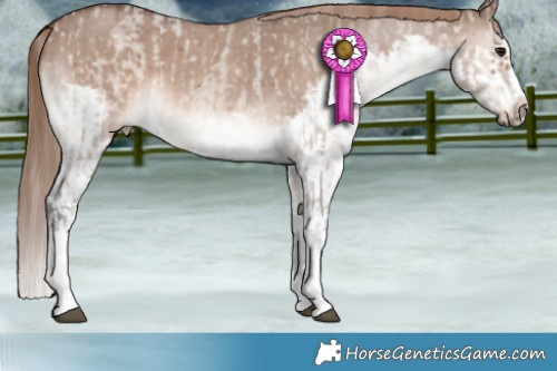 Horse Color:Bay Dun Sabino Tobiano Appaloosa  and White Spotted Liver Red Dun Splash Frame 