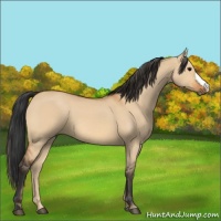 Horse Color:Bay Dun 