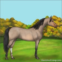 Horse Color:Bay Roan Dun 