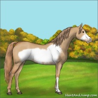 Horse Color:Red Dun Frame 
