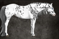 Horse Color:White Spotted Black Splash Tobiano Frame Appaloosa 