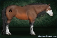 Horse Color:Bay Sabino 