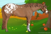 Horse Color:Chestnut Appaloosa 