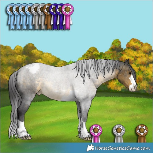 Horse Color:Buckskin Appaloosa 