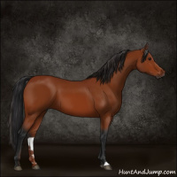 Horse Color:Gray Bay 