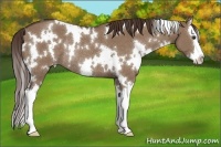 Horse Color:White Spotted Liver Red Dun Splash Rabicano