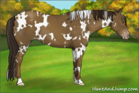 Horse Color:Gray White Spotted Classic Cream Champagne Appaloosa 