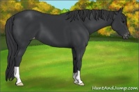 Horse Color:Black Appaloosa