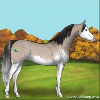 Horse Color:White Spotted Bay Roan Dun Splash 