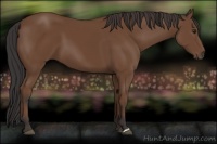 Horse Color:Bay 