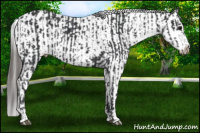 Horse Color:Black Appaloosa  and Gray Black Appaloosa